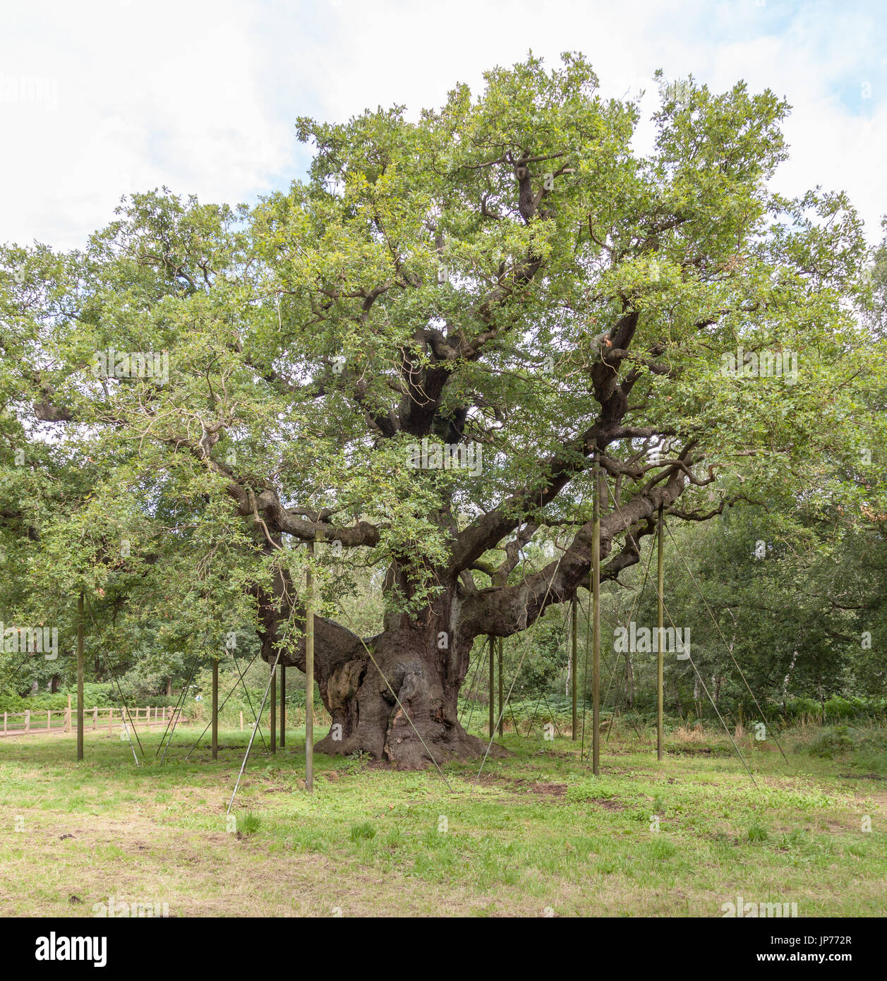 1000 year old oak tree hires stock photography and images Alamy
