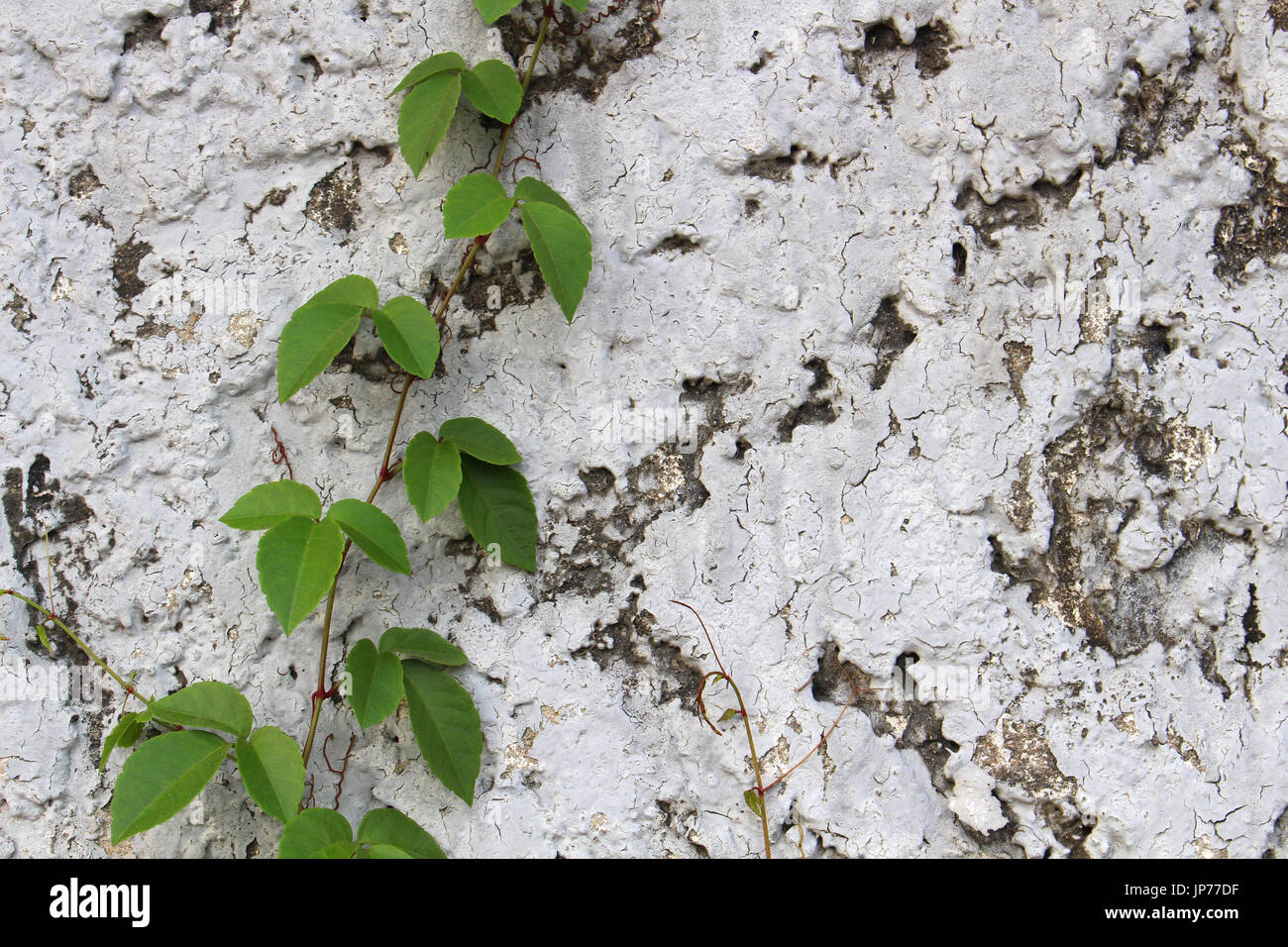 leaf on concrete background Stock Photo