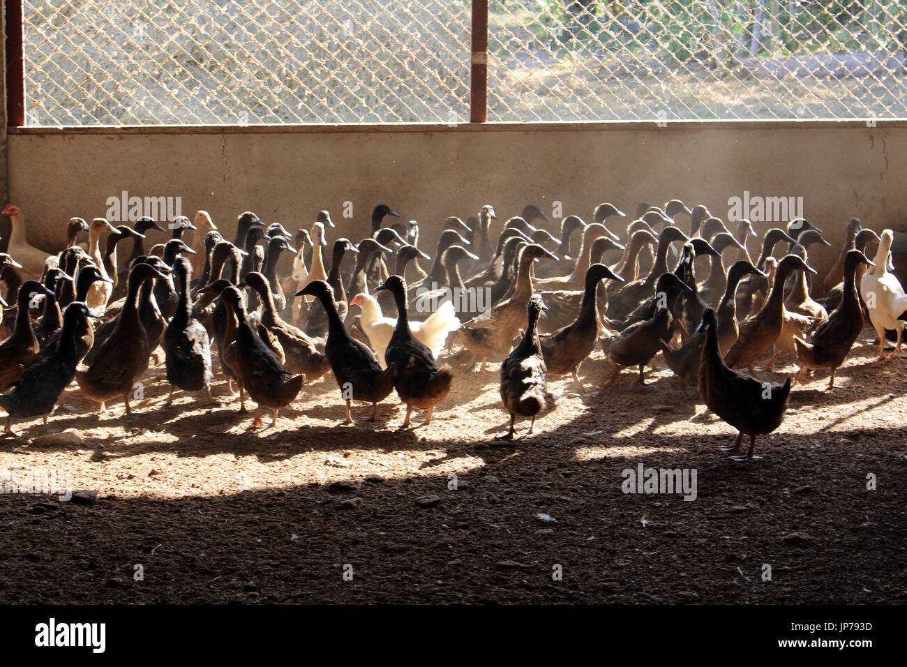 Duck in a coops Stock Photo