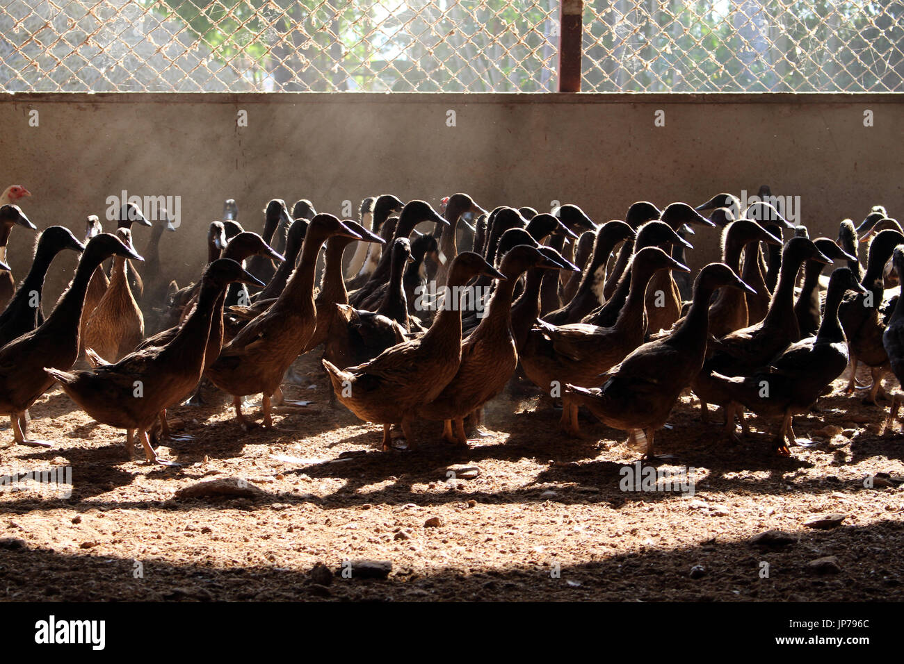 Duck in a coops Stock Photo Alamy