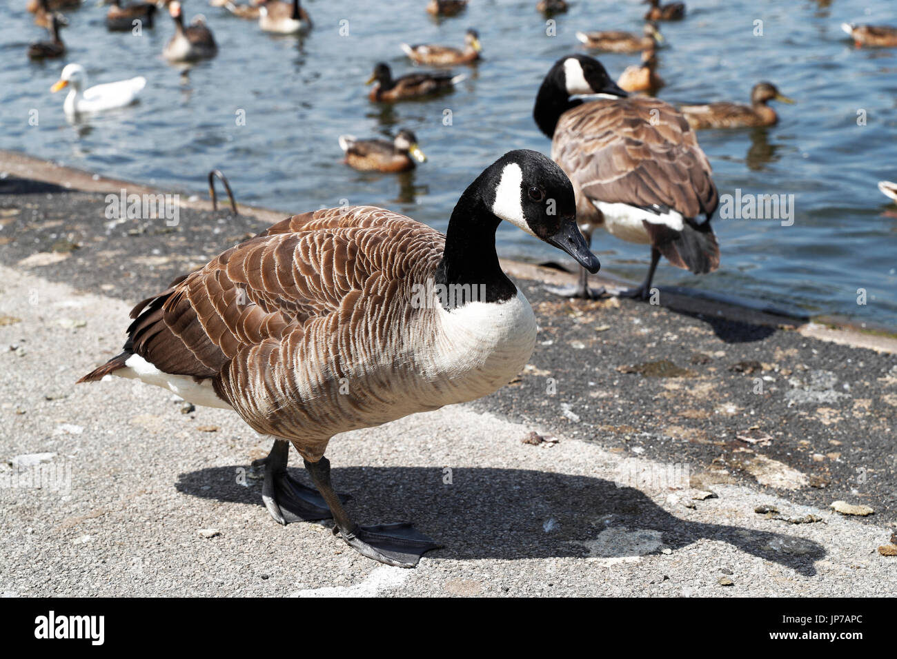 Wildfowl predominantly Canada geese at Yeadon Tarn, Leeds West Yorkshire,  UK Stock Photo - Alamy