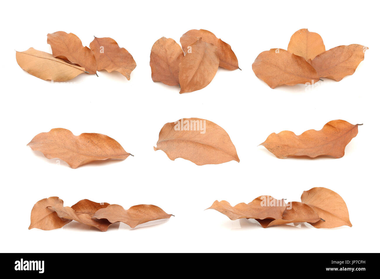 Close up dry leaves hi-res stock photography and images - Alamy