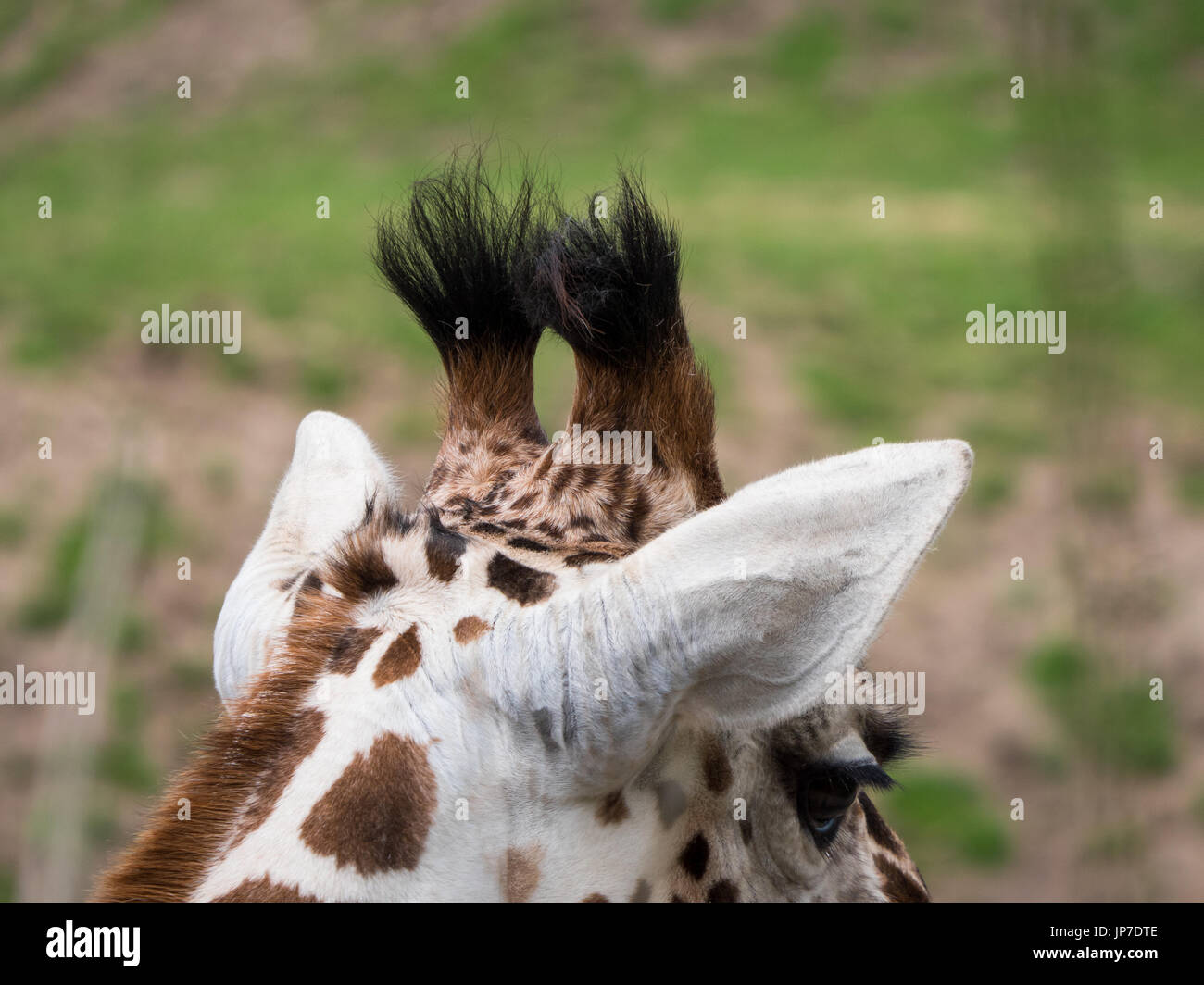 Close-up view of the back of a giraffe's head with his ossicones clearly visible Stock Photo