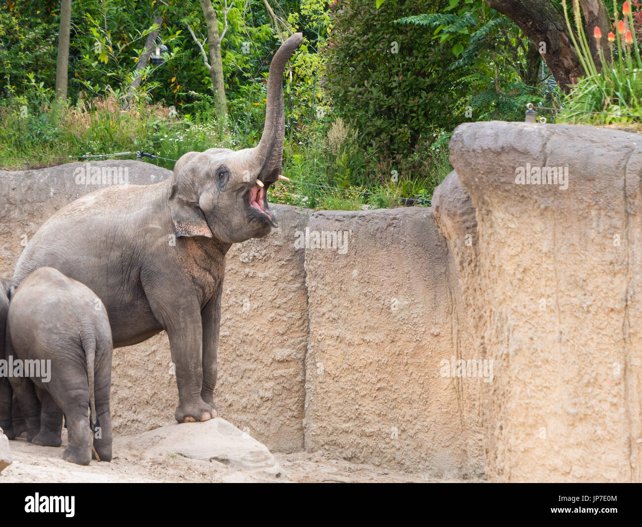 Elphant honks with big open mouth and trunk lifted high Stock Photo