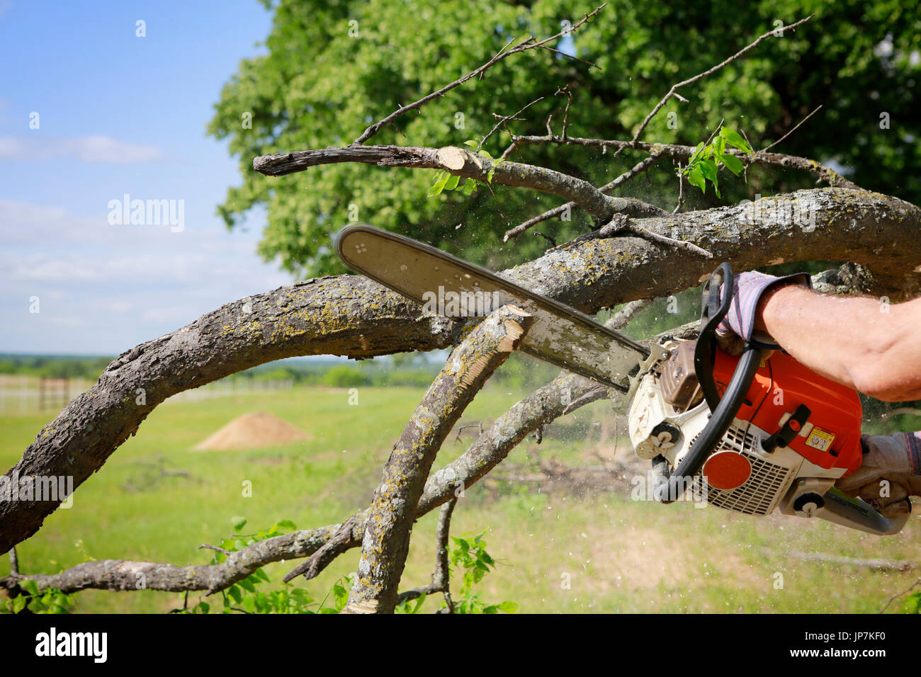 Professional is cutting trees using a chainsaw Stock Photo