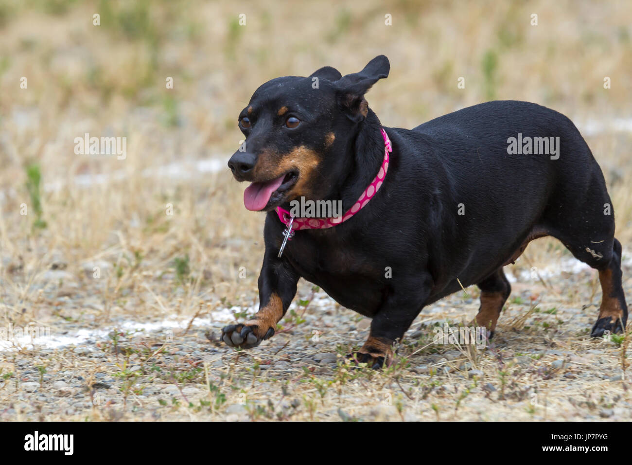 A cute little Dachshund competes in a wiener dog race in Rathdrum, Idaho. Stock Photo