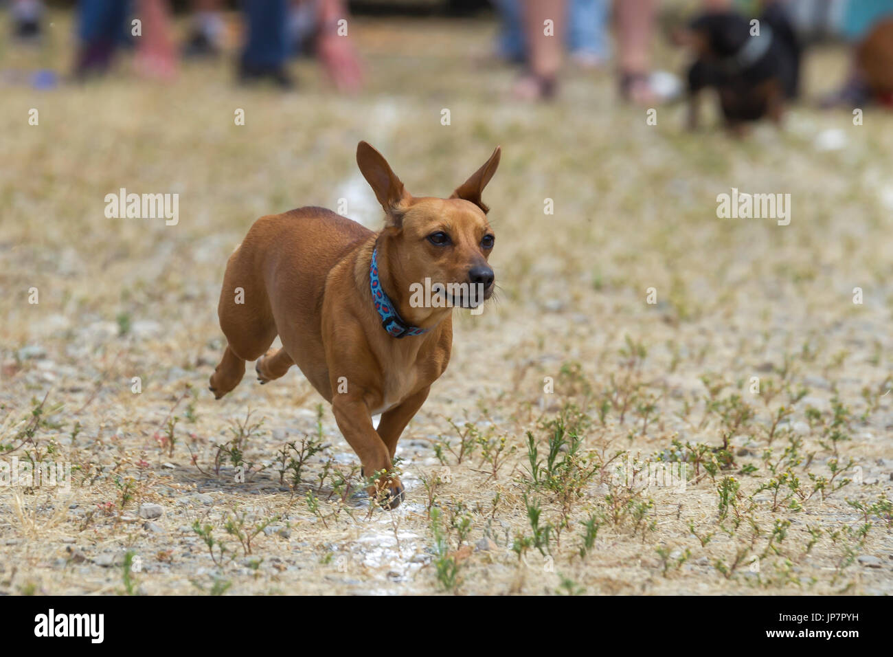 A cute little Dachshund competes in a wiener dog race in Rathdrum, Idaho. Stock Photo