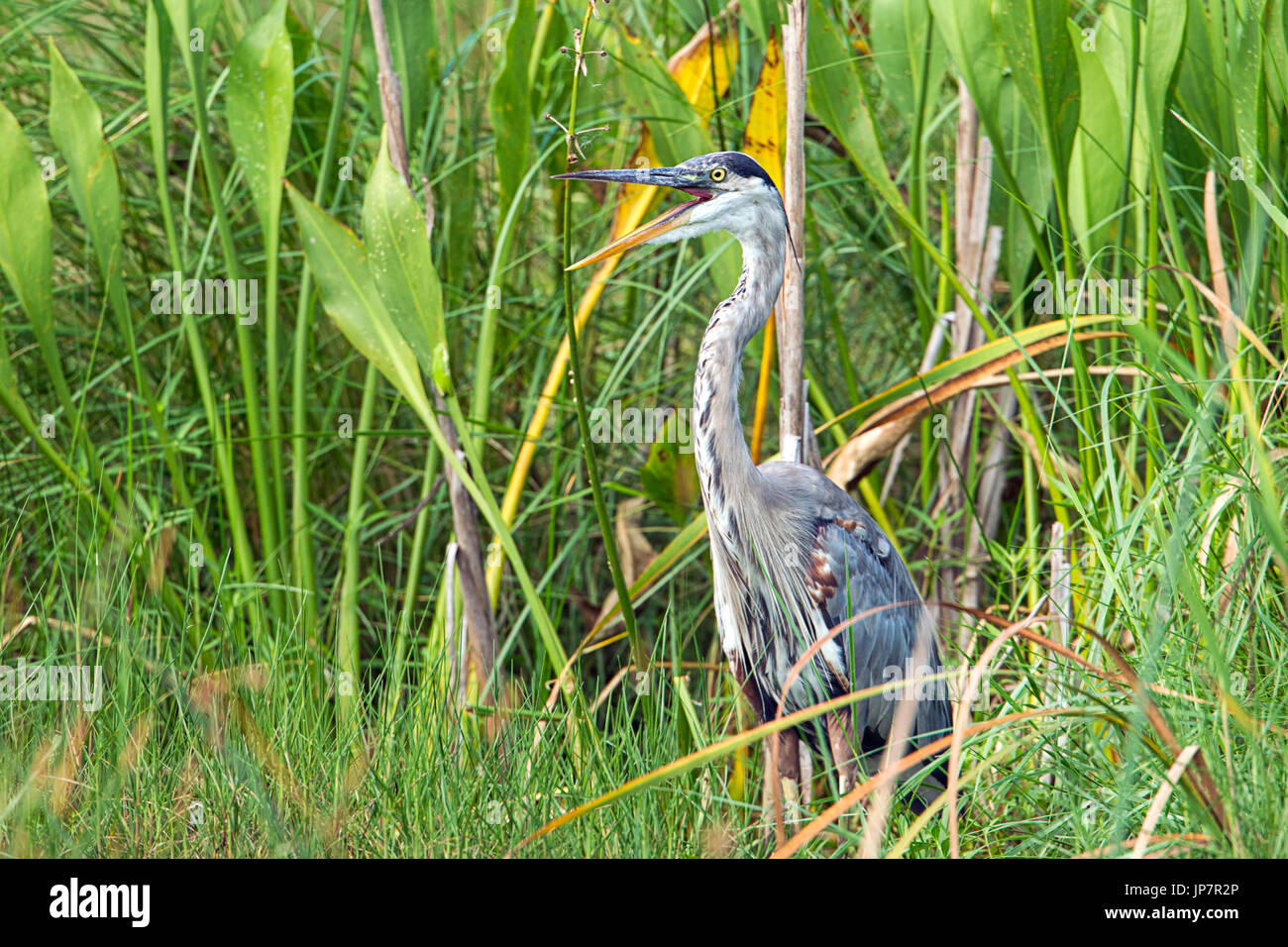 A great blue heron stands in a marshy area with tall grass at Woodruff wildlife preserve in Florida. Stock Photo