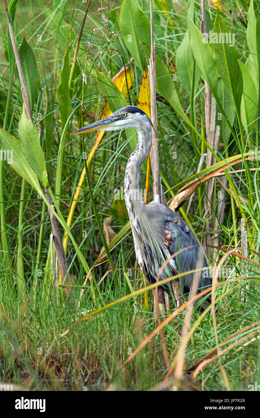 A great blue heron stands in a marshy area with tall grass at Woodruff wildlife preserve in Florida. Stock Photo