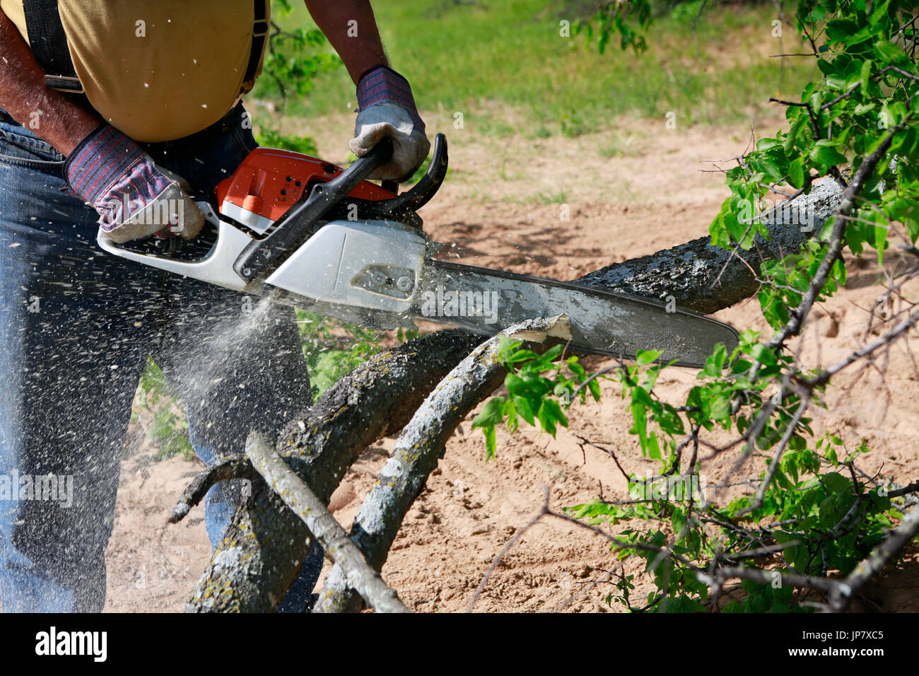 Professional is cutting trees using a chainsaw Stock Photo