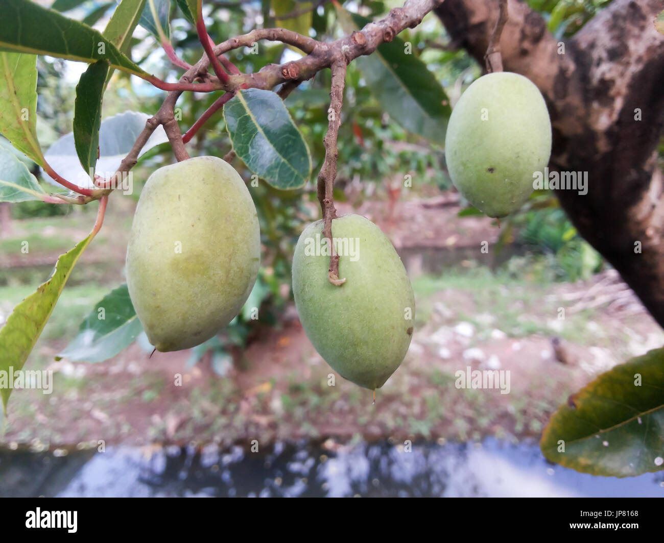 Elaeocarpus fruit Stock Photo