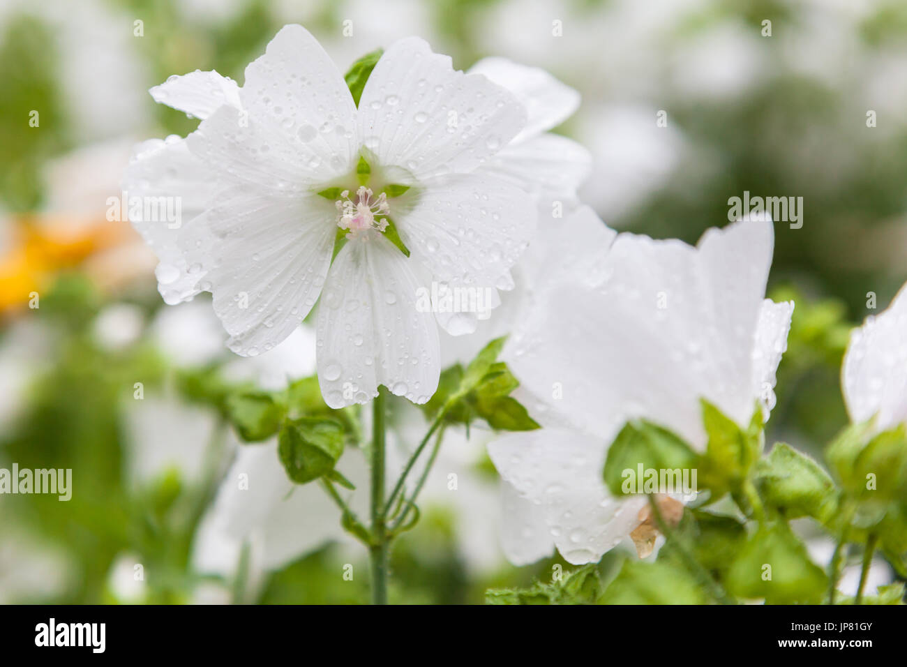 White flower Malva moschata with rain drops Stock Photo