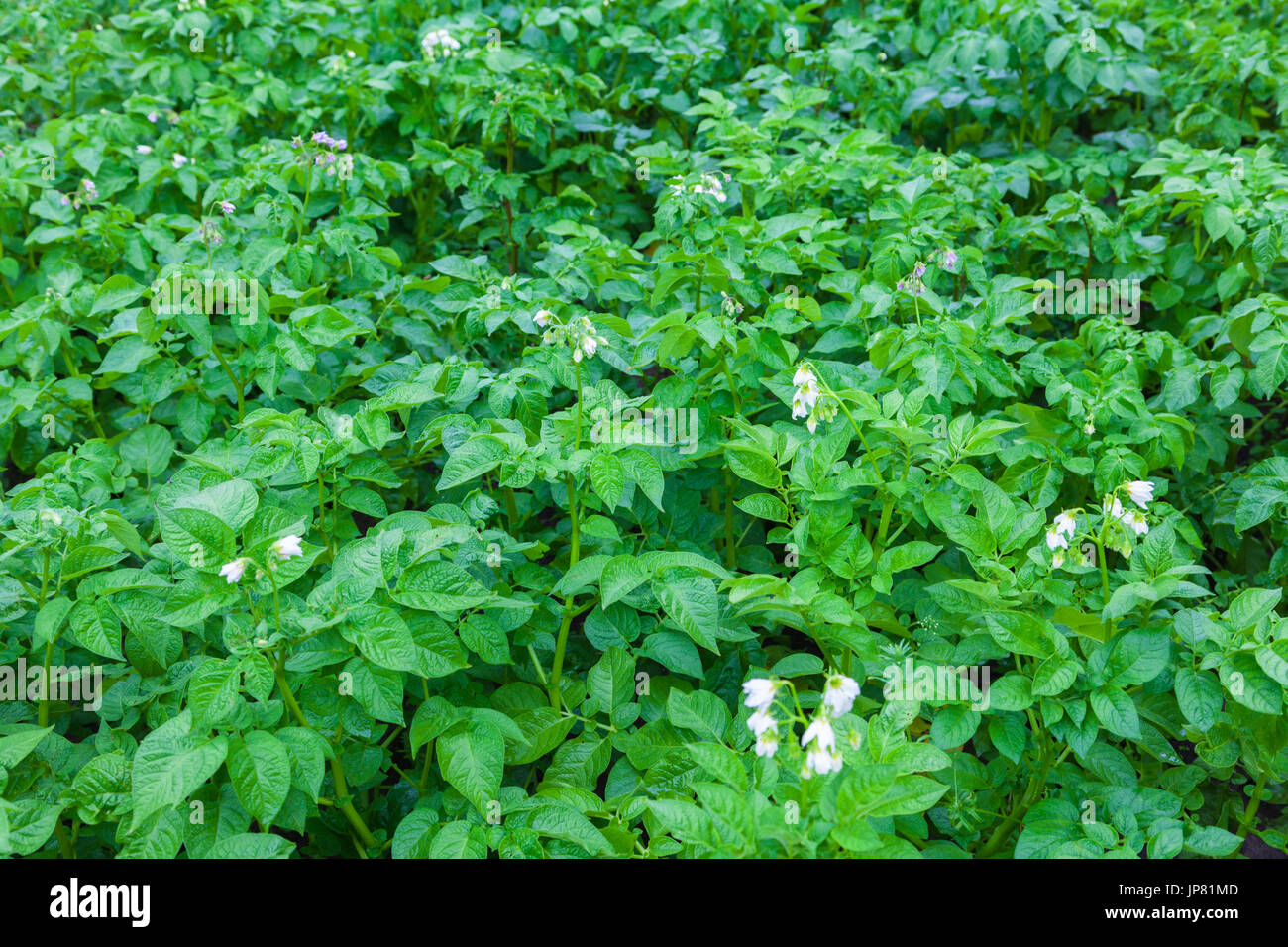 Above Ground potato stalks with flowers Stock Photo Alamy