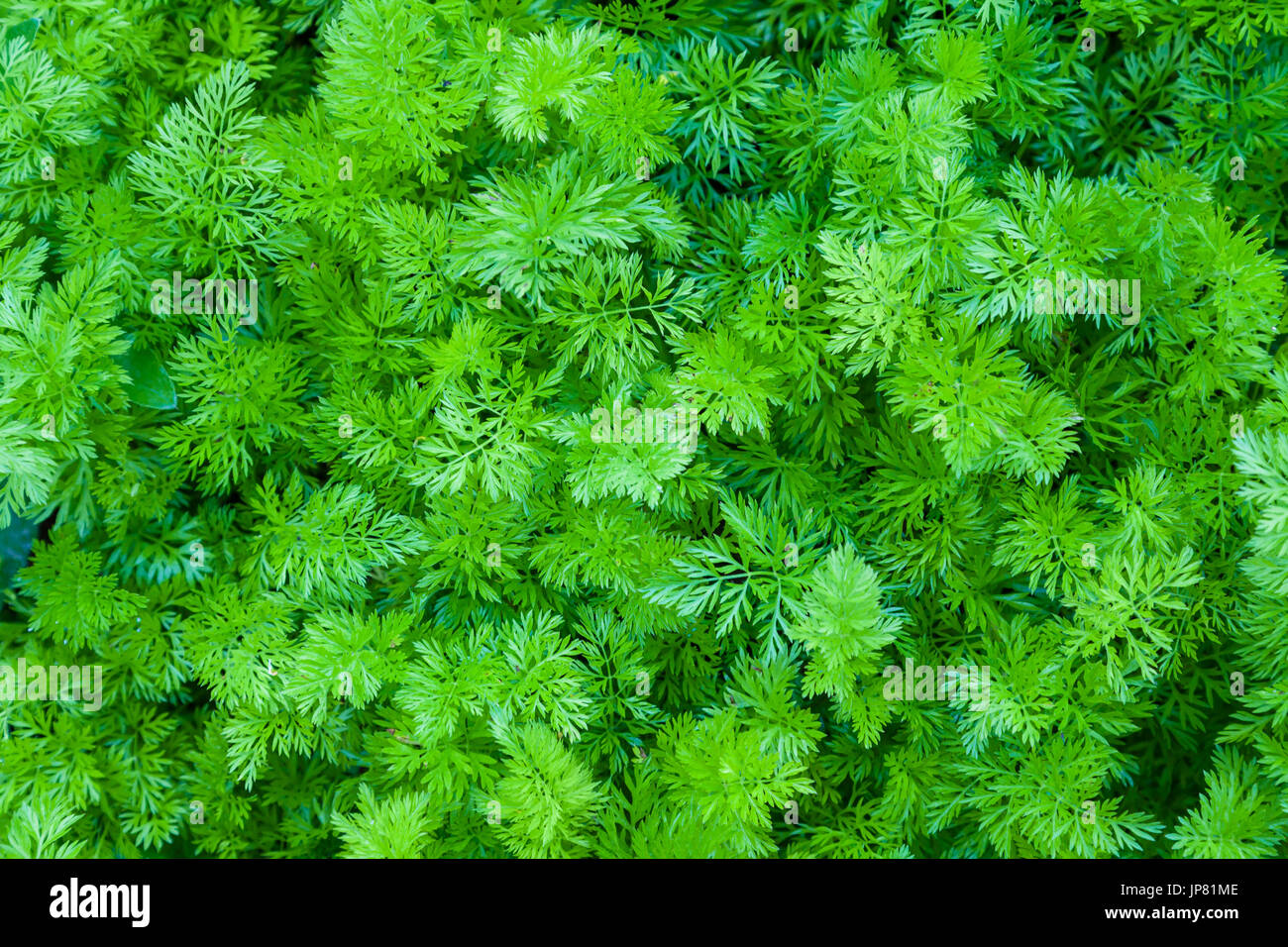 Green leaves of curly parsley Stock Photo Alamy
