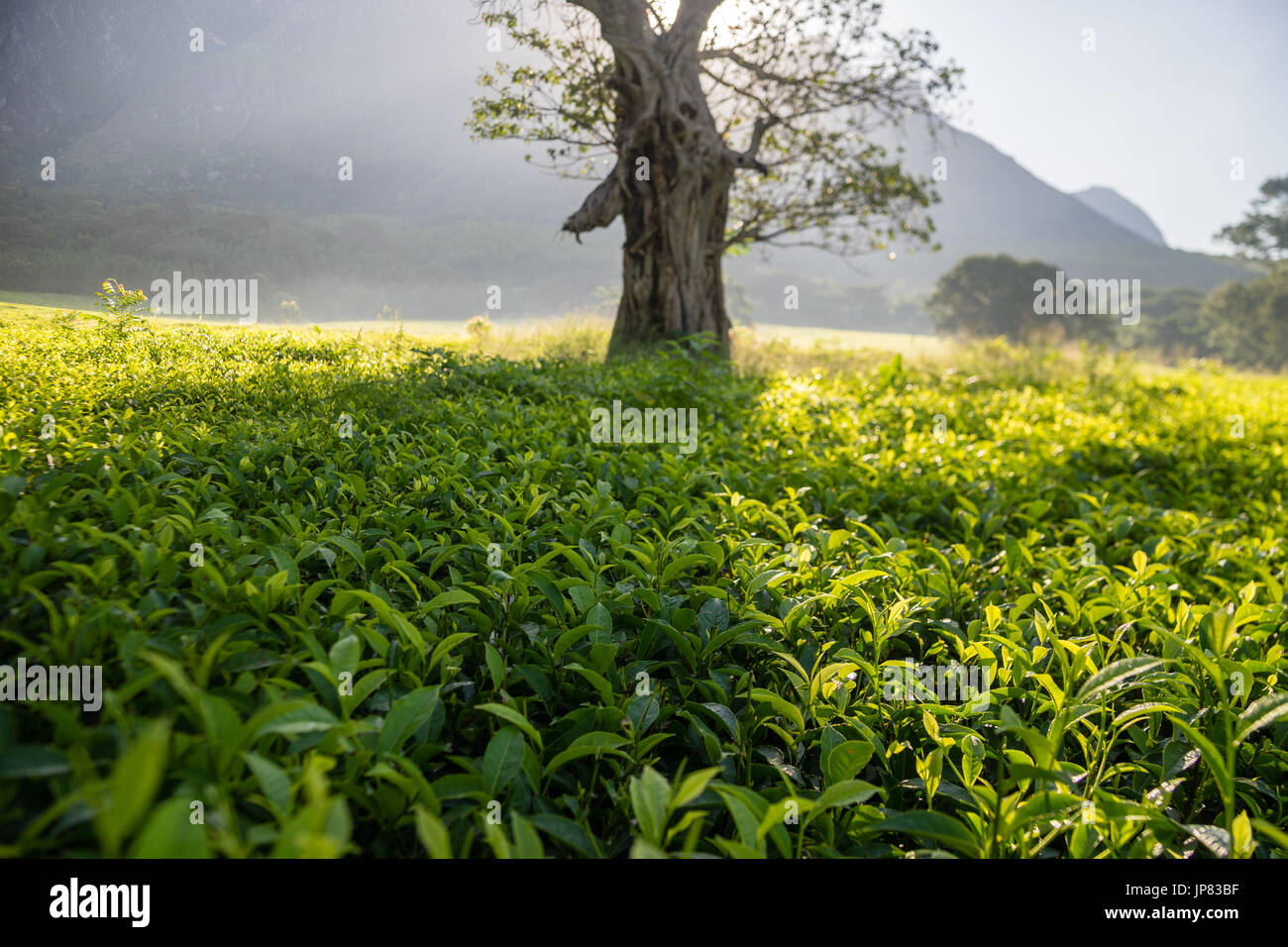 Tea plant nursery hi-res stock photography and images - Alamy