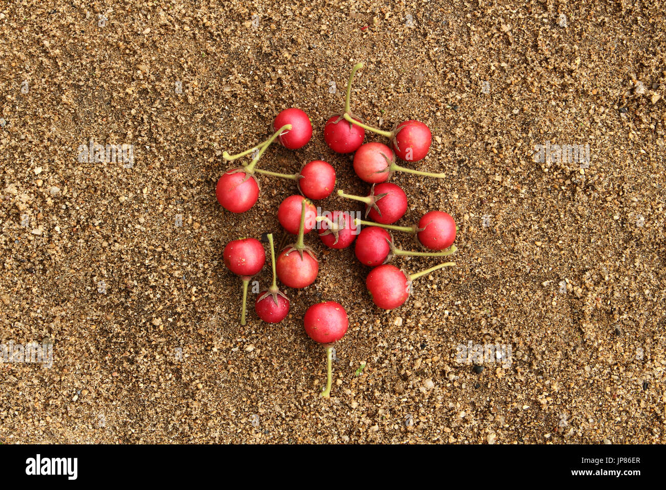 Flacourtia fruit on sand Stock Photo