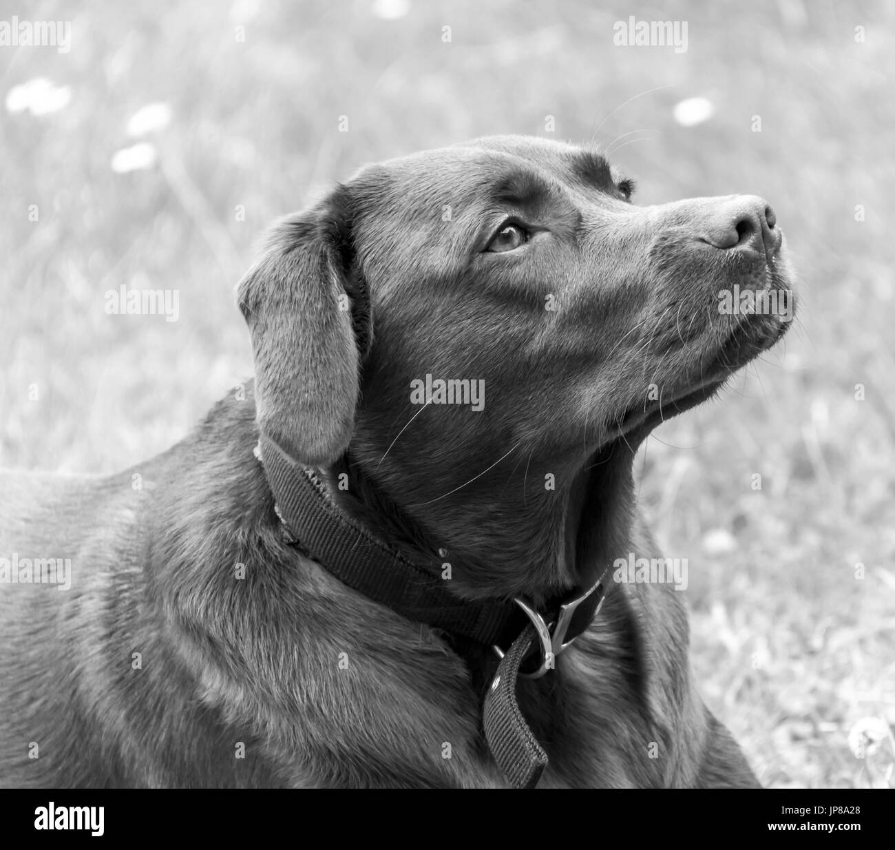 Labradore dog hires stock photography and images Alamy