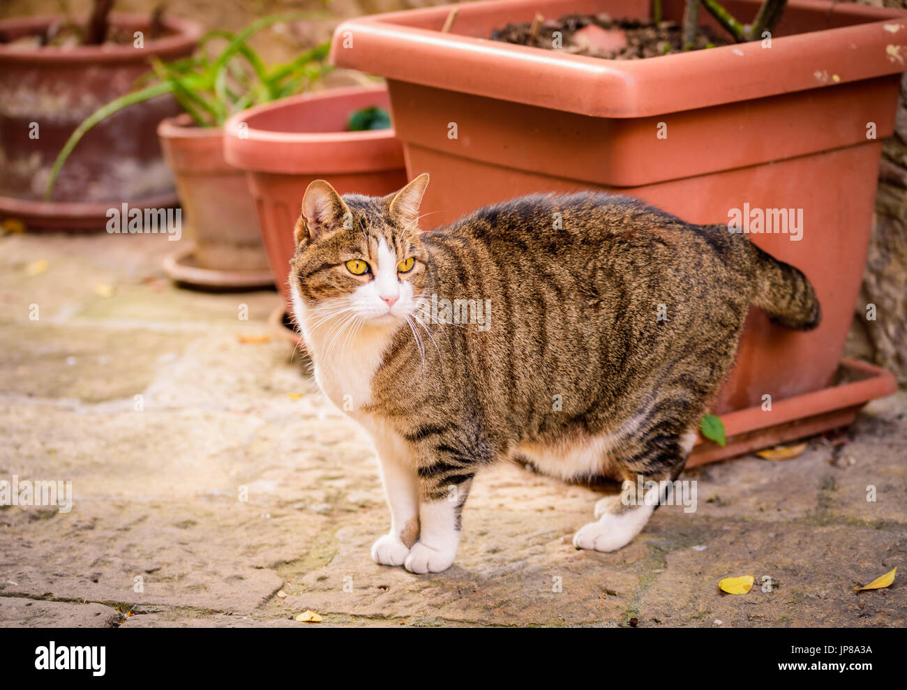 Portrait of a cat in the street Stock Photo - Alamy