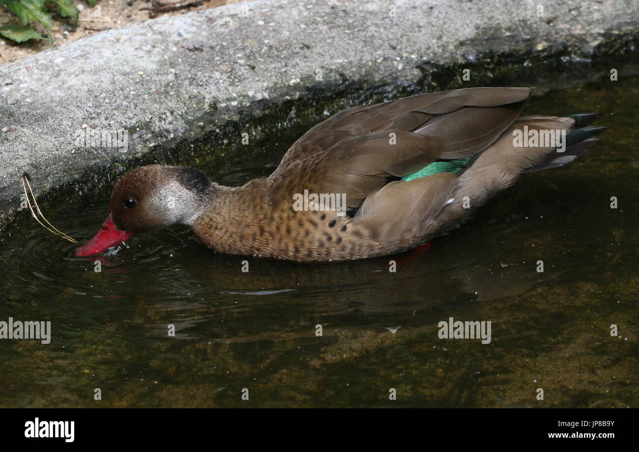 Male South American  Brazilian teal (Amazonetta brasiliensis) a.k.a. Lesser/Greater Brazilian duck. Stock Photo