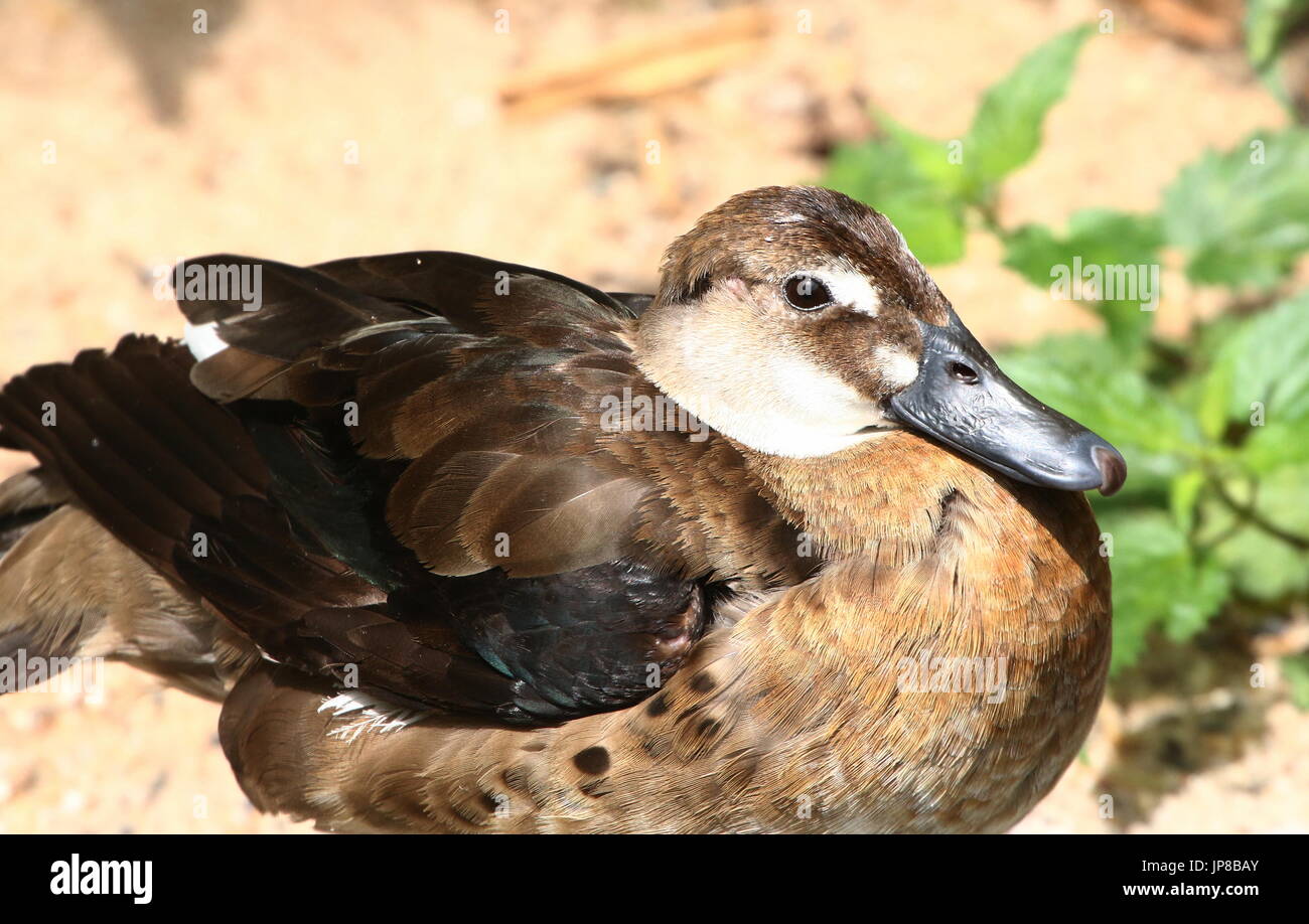 Female South American  Brazilian teal (Amazonetta brasiliensis), a.k.a. Lesser/Greater Brazilian duck. Stock Photo
