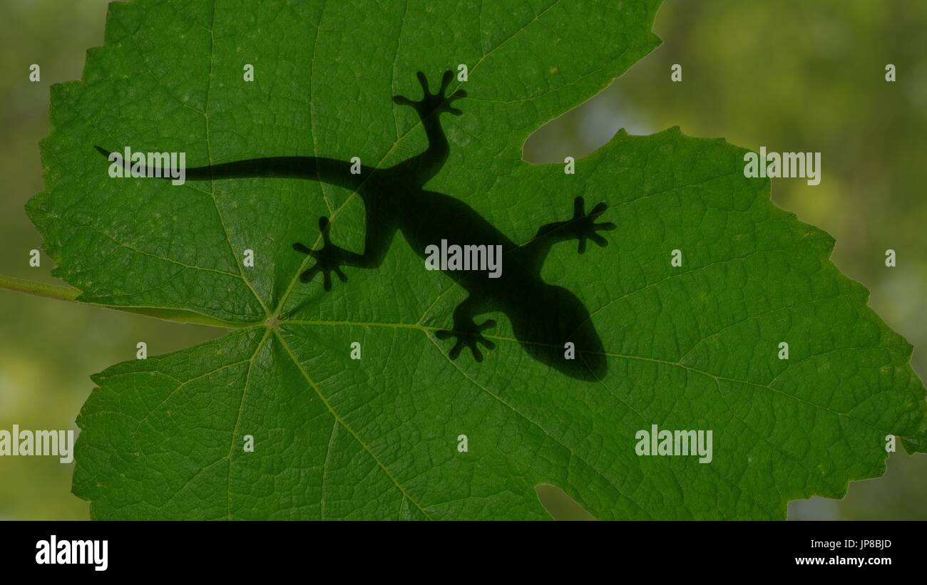 Shadow of a gecko lizard crawling on green leaves 3d illustration Stock ...