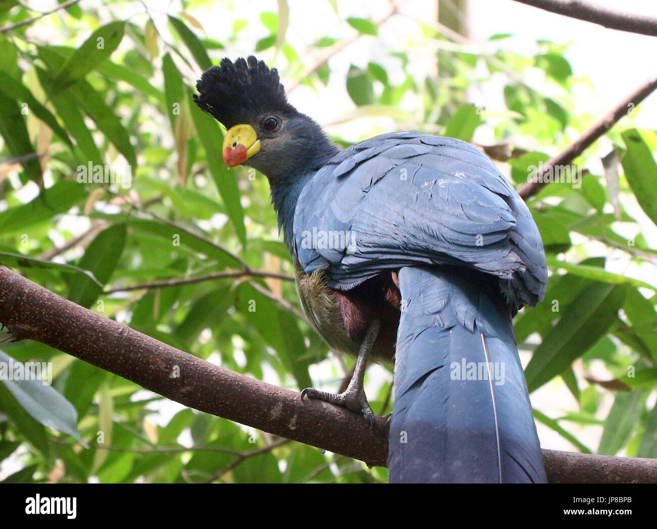 Central African Great blue turaco (Corythaeola cristata) in a tree, looking over shoulder. Stock Photo