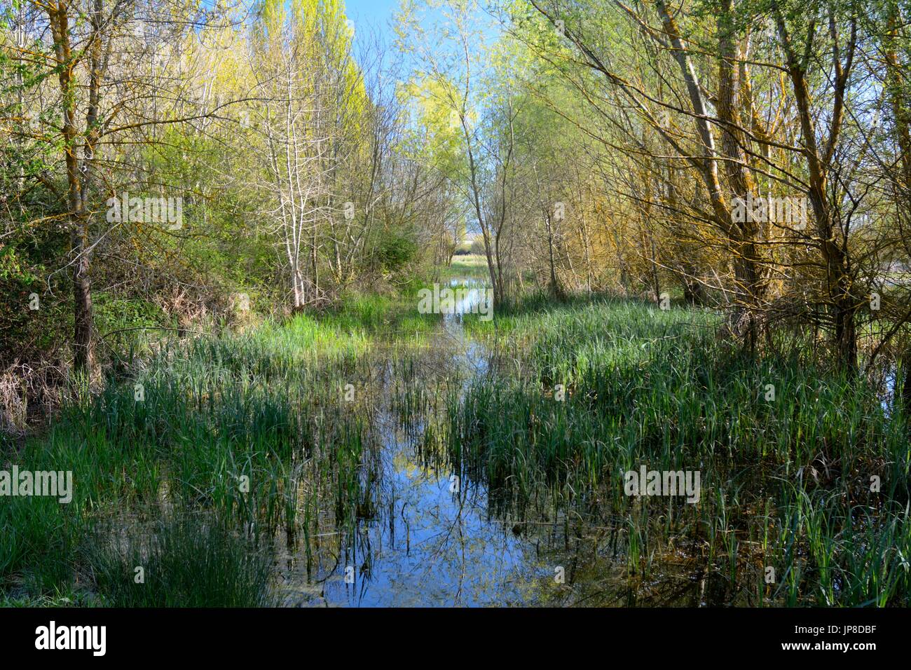 photo taken of a marsh in the Salburua natural park located in Vitoria Stock Photo