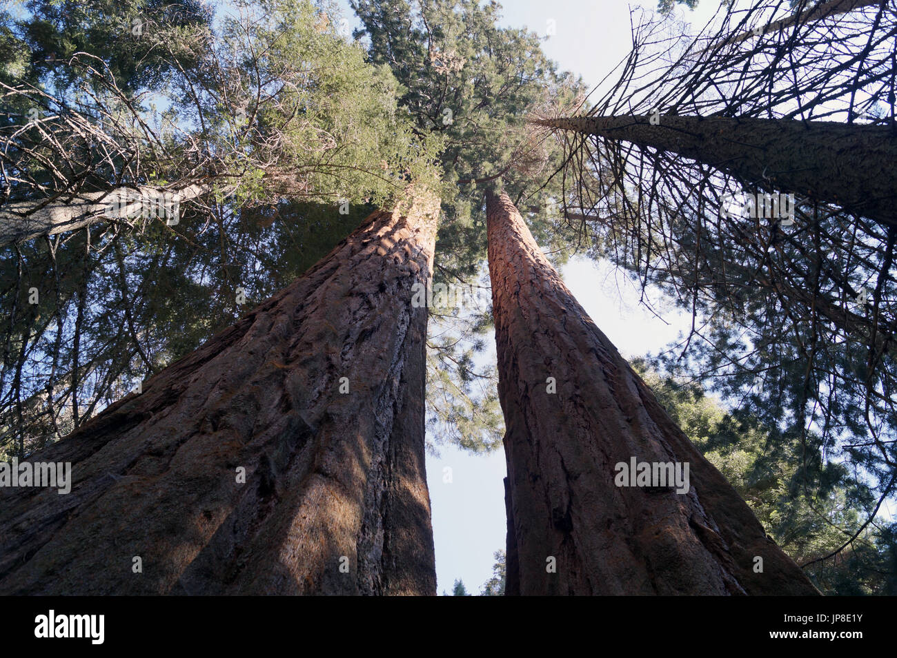 Looking up a redwood tree Stock Photo
