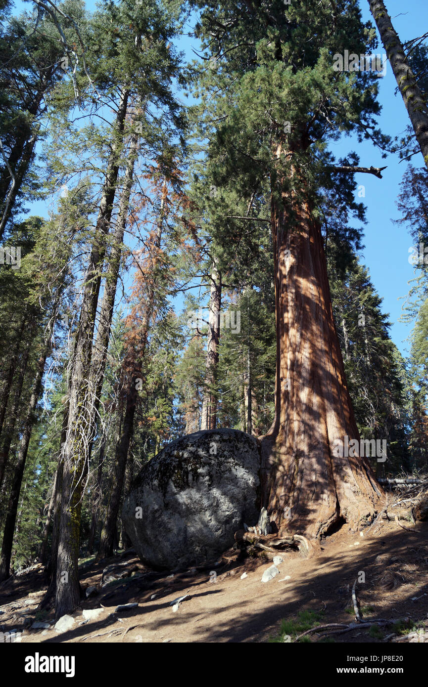 Redwood tree growing around a boulder Stock Photo