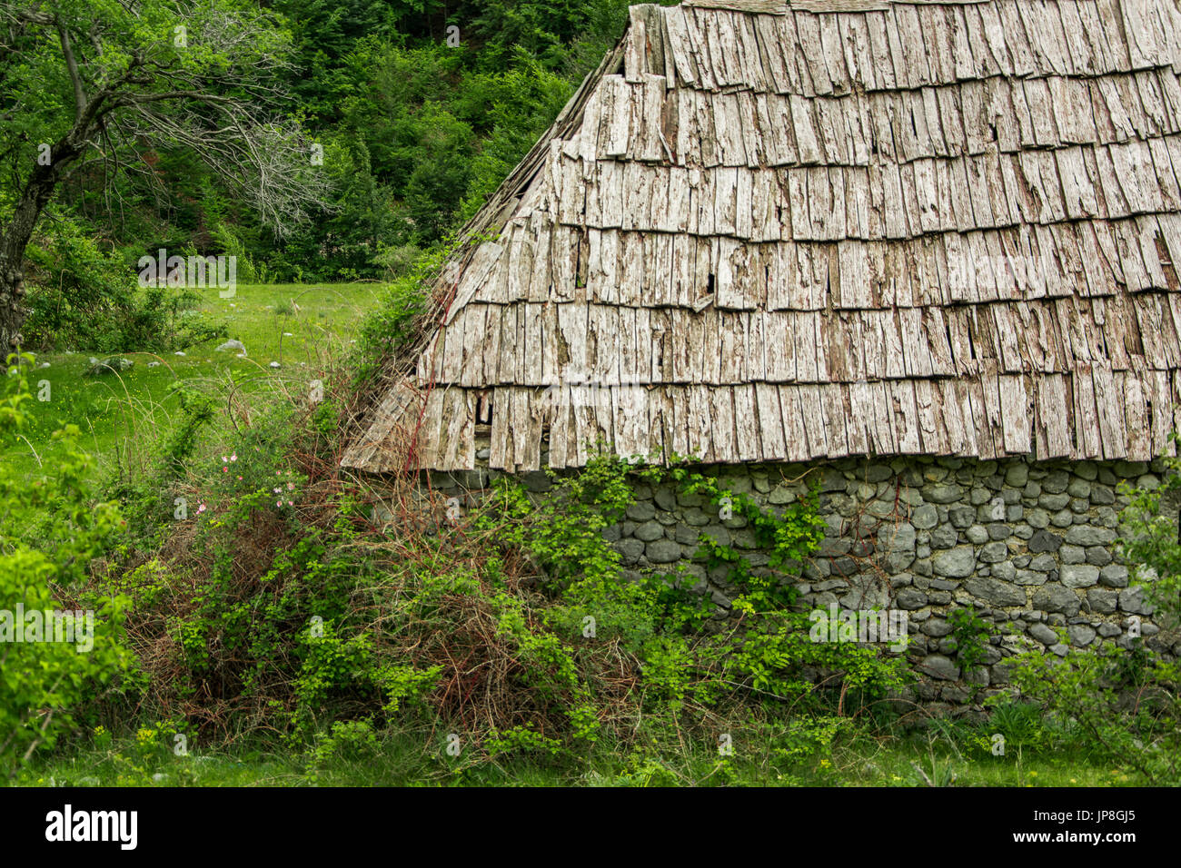 View of Nature invades the house Stock Photo - Alamy