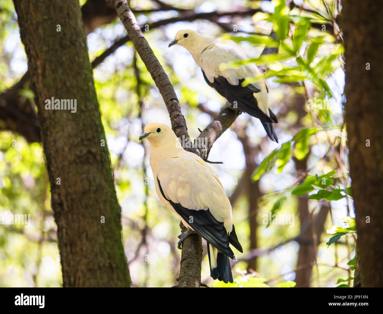 The Pied Imperial Pigeon, Southeast Asia, The Phillipines, Indonesia, Stock Photo