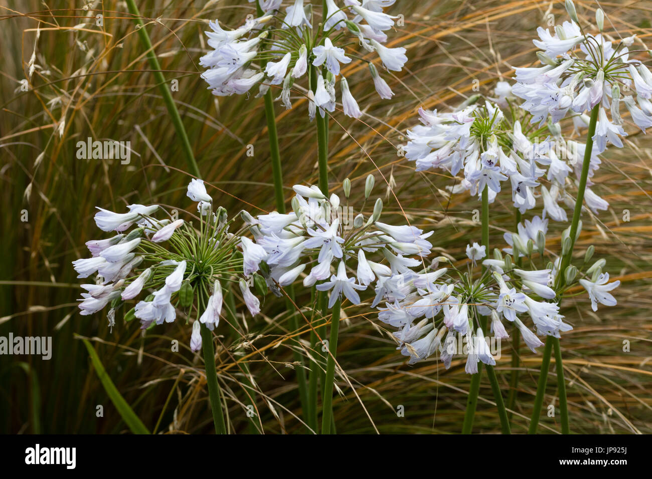 Rounded heads of small,blue tinged white flowers of the hardy perennial, Agapanthus 'Bethlehem Star' Stock Photo