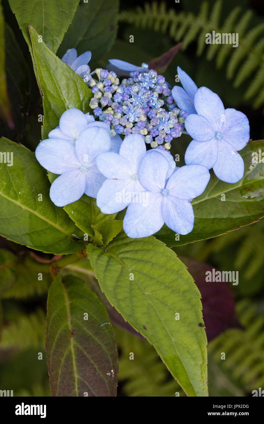 Close up of the light blue sterile outer flowets and darker fertile flowers of Hydrangea serrata 'Tiara' Stock Photo