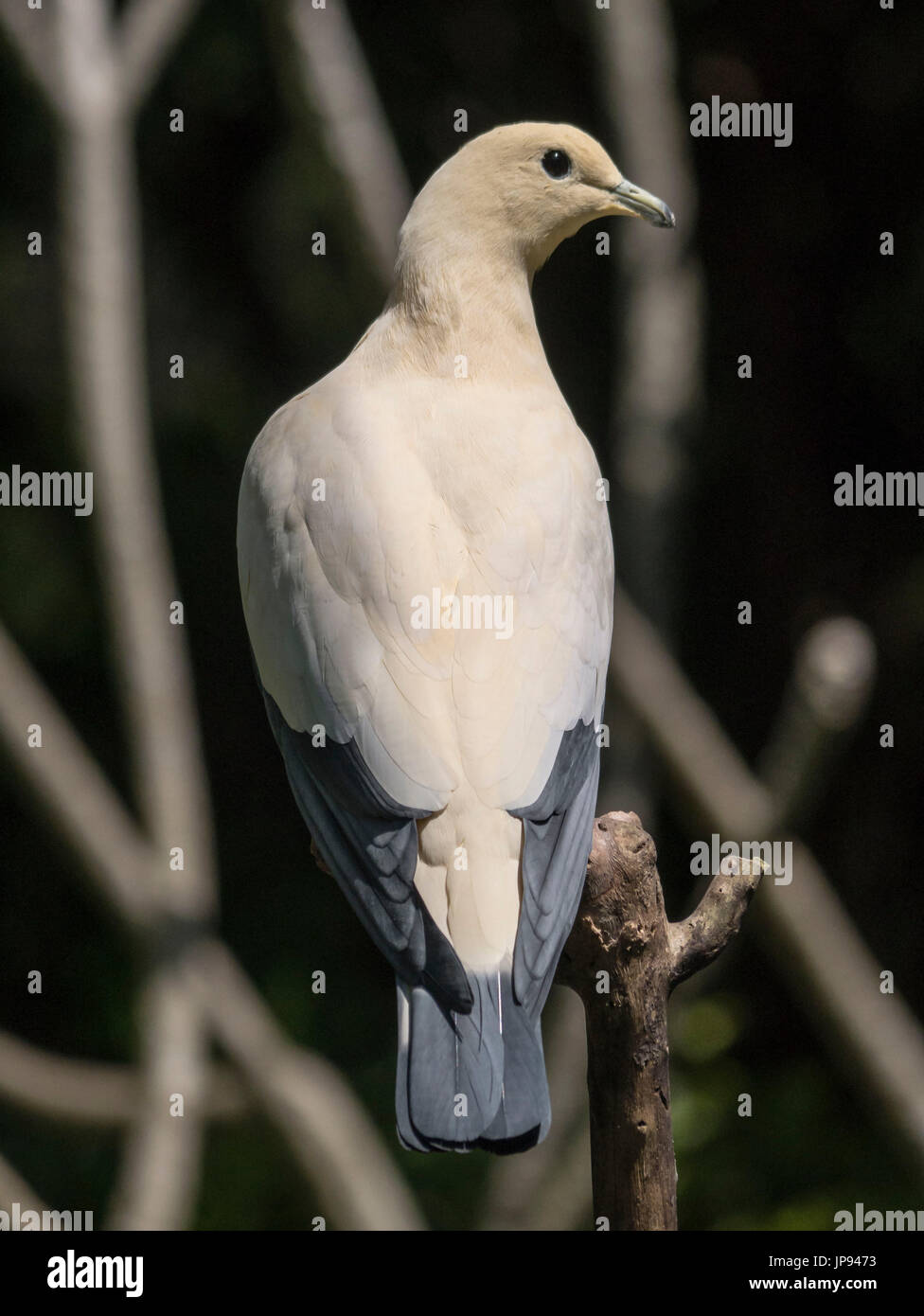 The Pied Imperial Pigeon, Southeast Asia, The Phillipines, Indonesia, Stock Photo