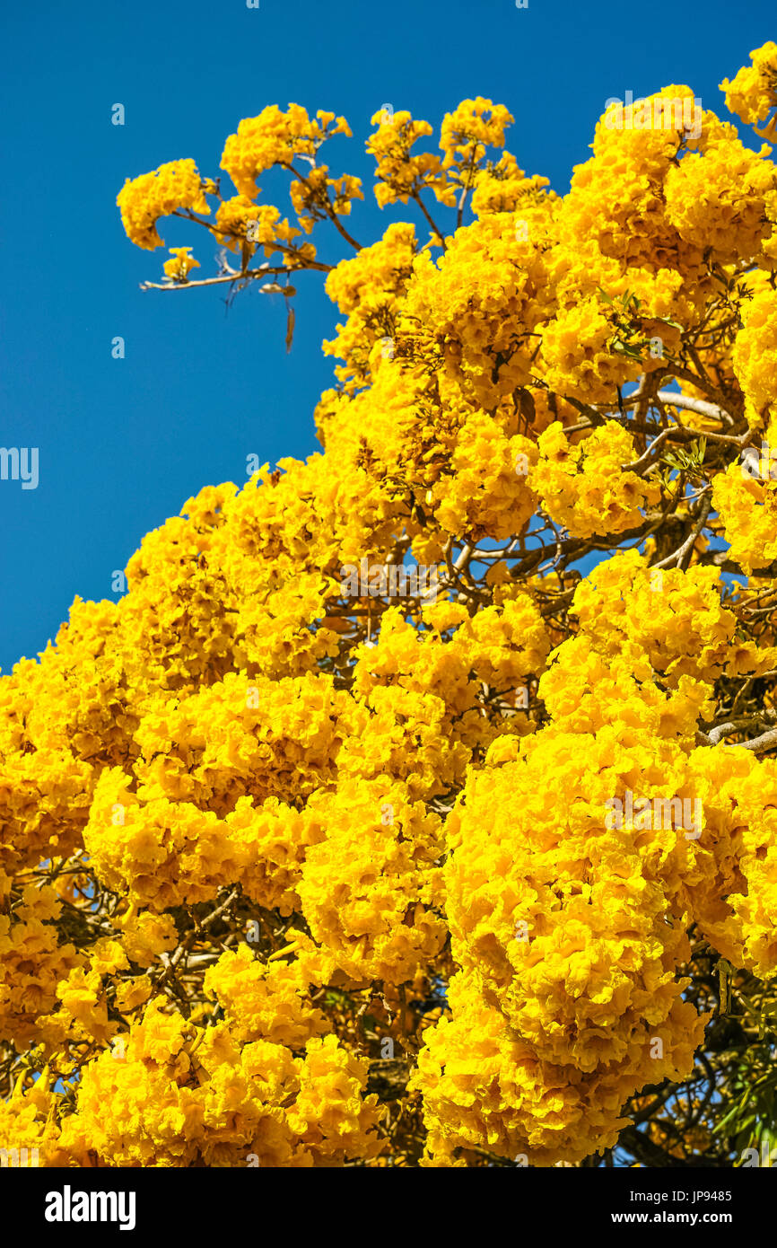 Tabebuia tree hi-res stock photography and images - Alamy