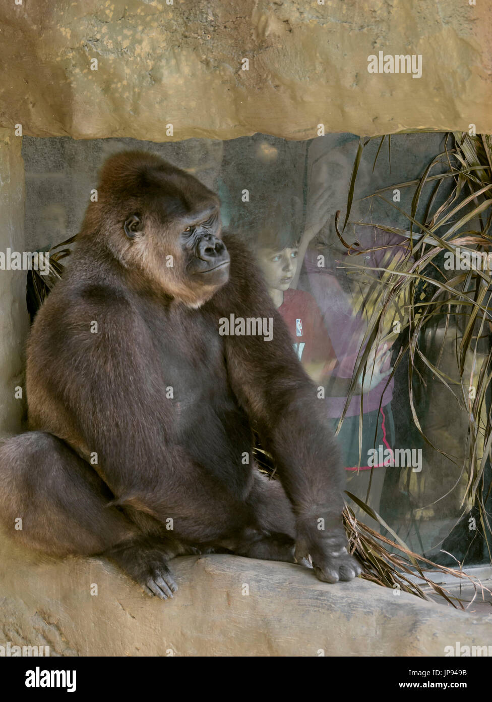 Female Gorilla Stock Photo