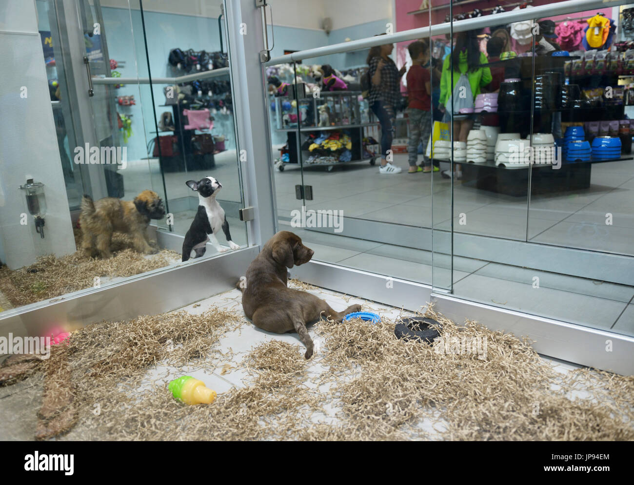 puppies for sale at a pet store in a mall northern nj chocolate lab puppy in foreground stock photo alamy