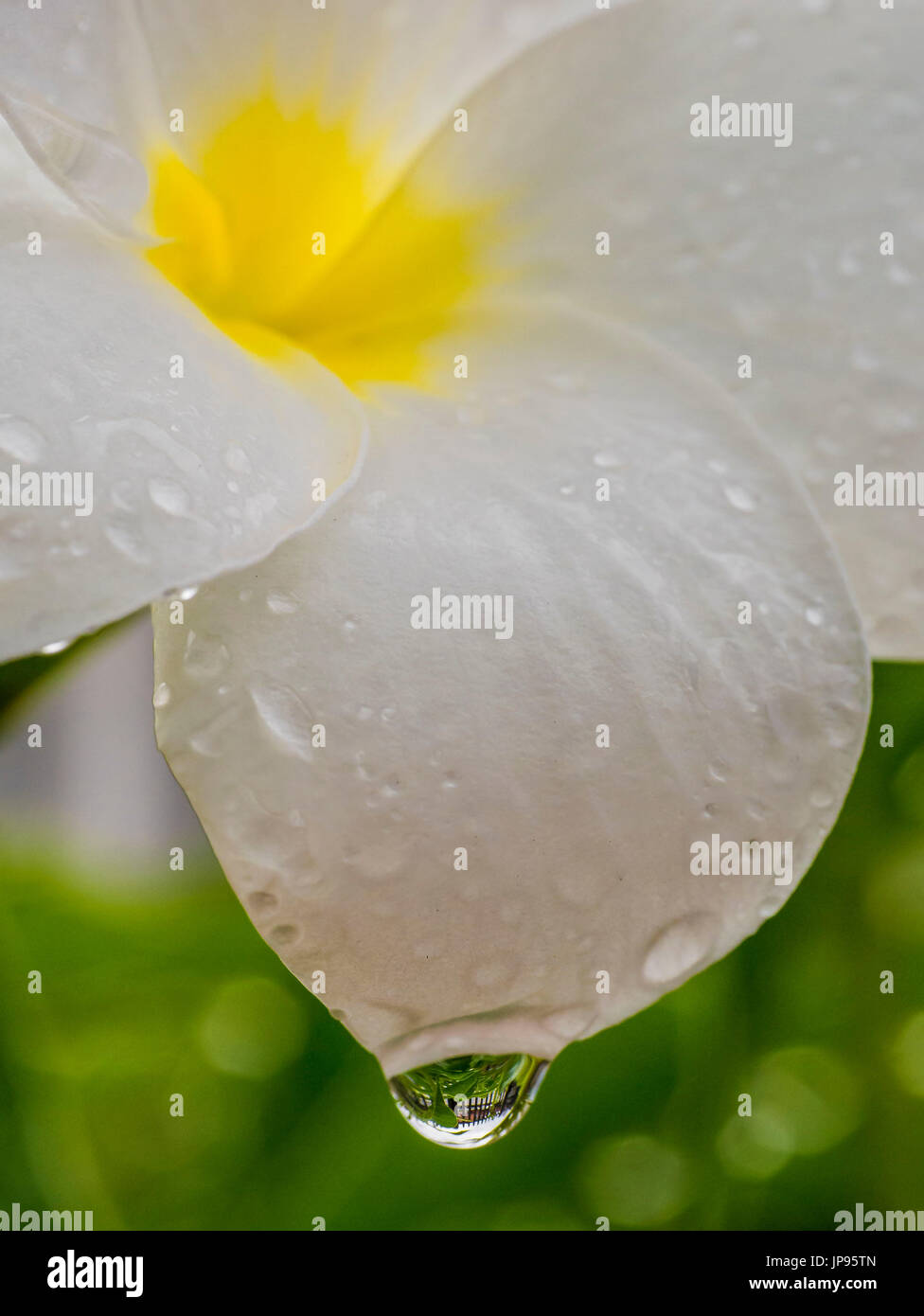 Raindrop on Flower Stock Photo