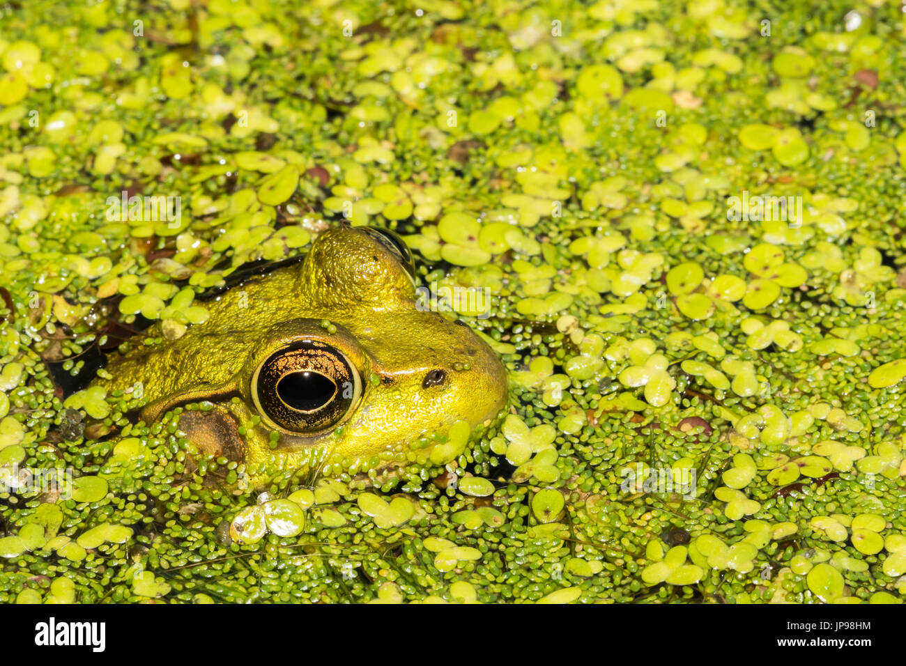 A close up of a Green Frog hiding in a pond covered with duck weed. Stock Photo