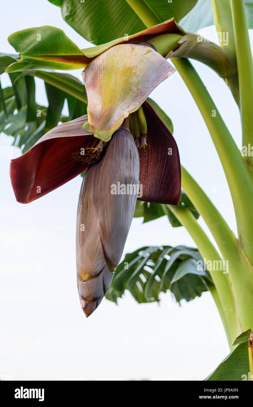 Fresh banana blossom Stock Photo Alamy