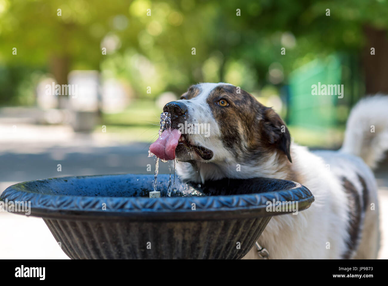 dog drinking out of water fountain