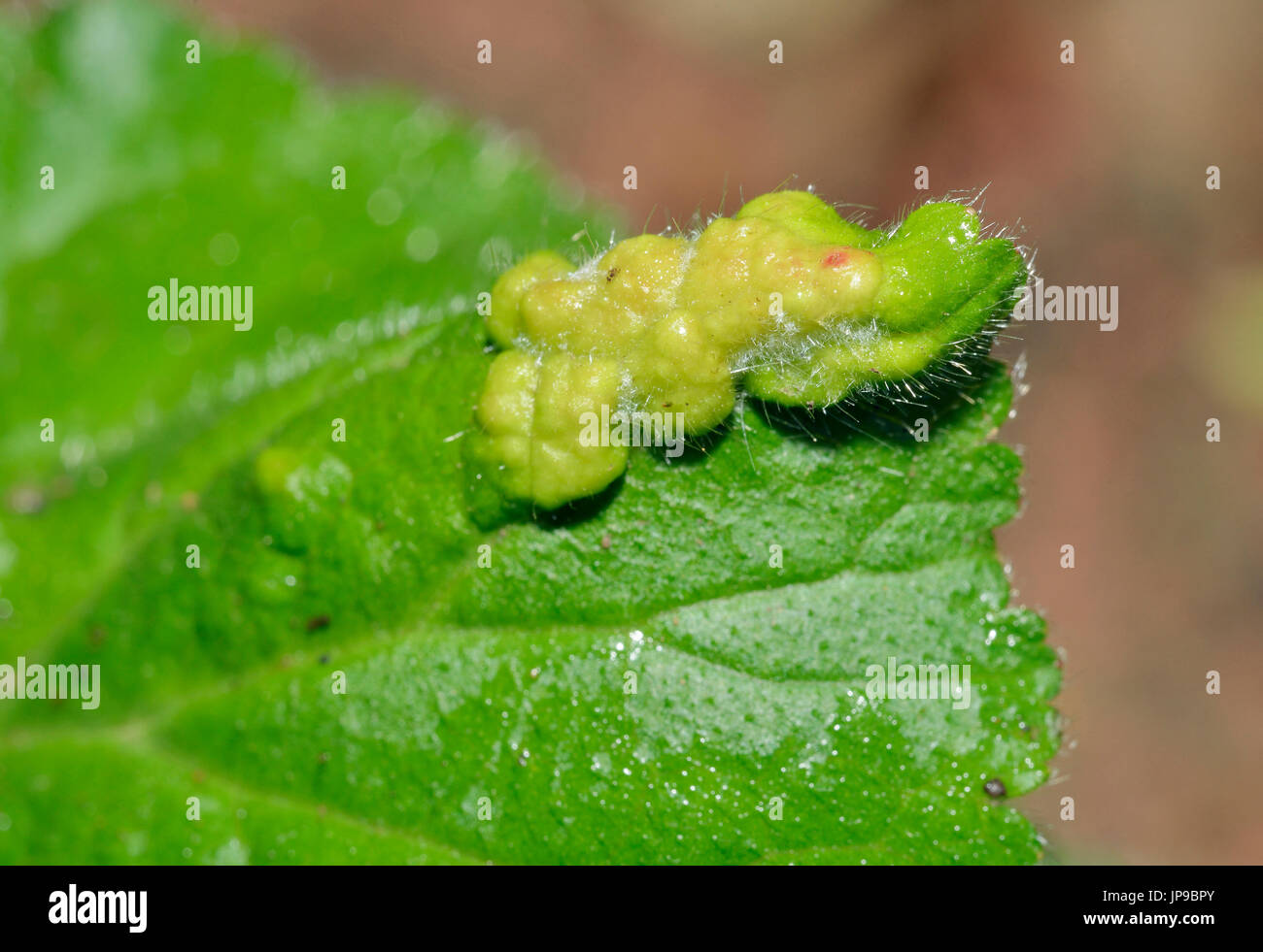 Gall caused by Gall Mite - Cecidophyes nudus on leaf of Herb Bennet or Wood Avens leaf - Geum urbanum Stock Photo