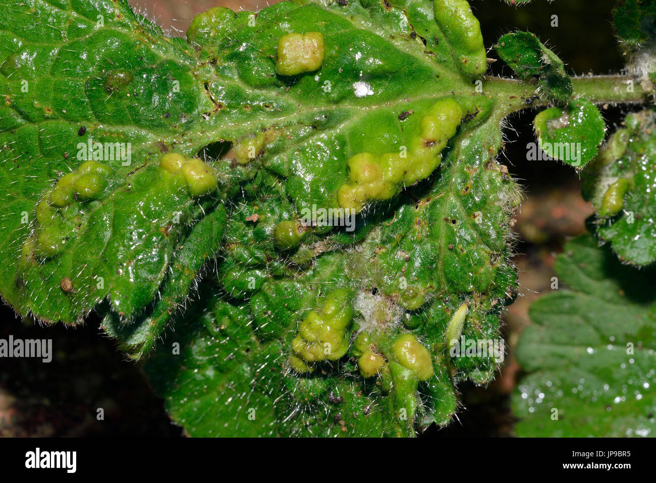 Leaf Galls caused by Gall Mite - Cecidophyes nudus on leaf of Herb Bennet or Wood Avens leaf - Geum urbanum Stock Photo