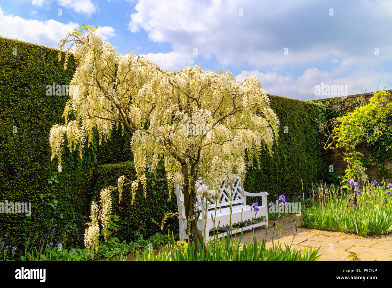 White flowering wisteria Alba entwined climber shrubs, growing as a tree in a garden. Stock Photo