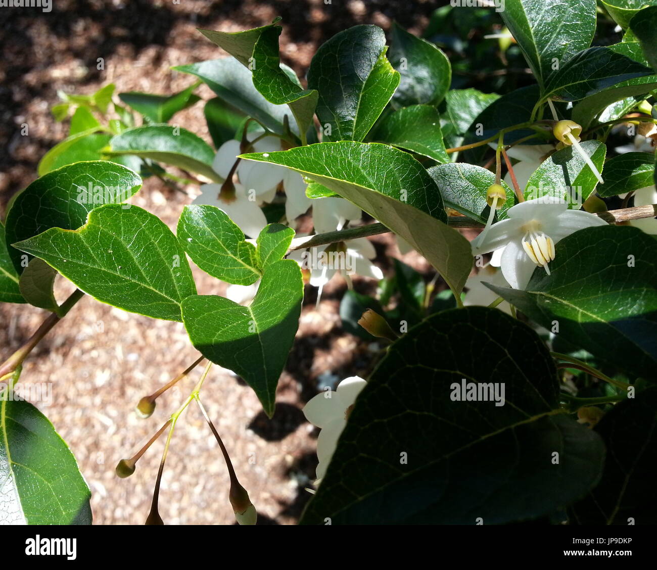 Japanese tree of life hires stock photography and images Alamy