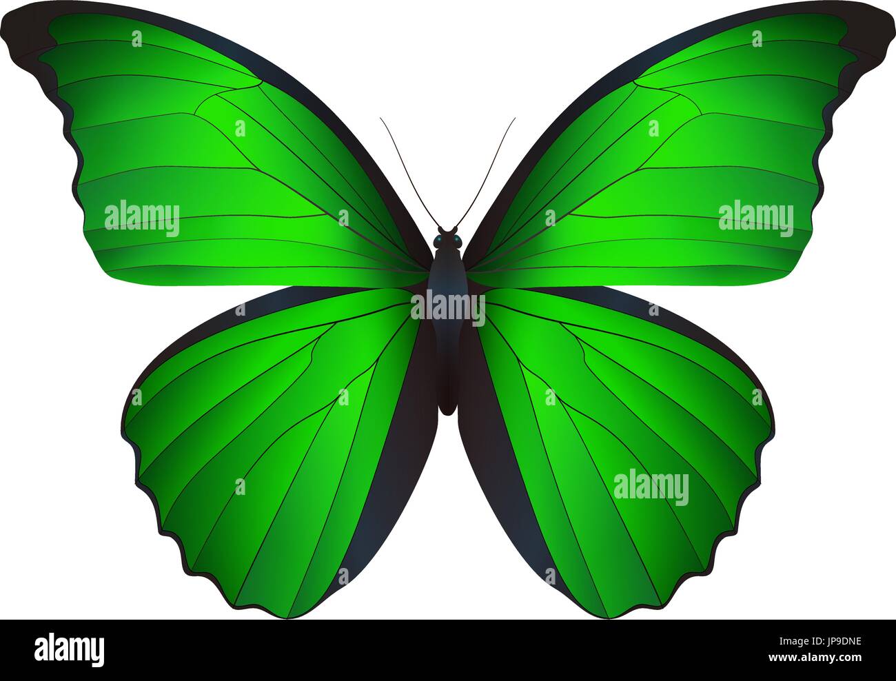 Beautiful butterfly isolated on a white background Stock Vector Image ...