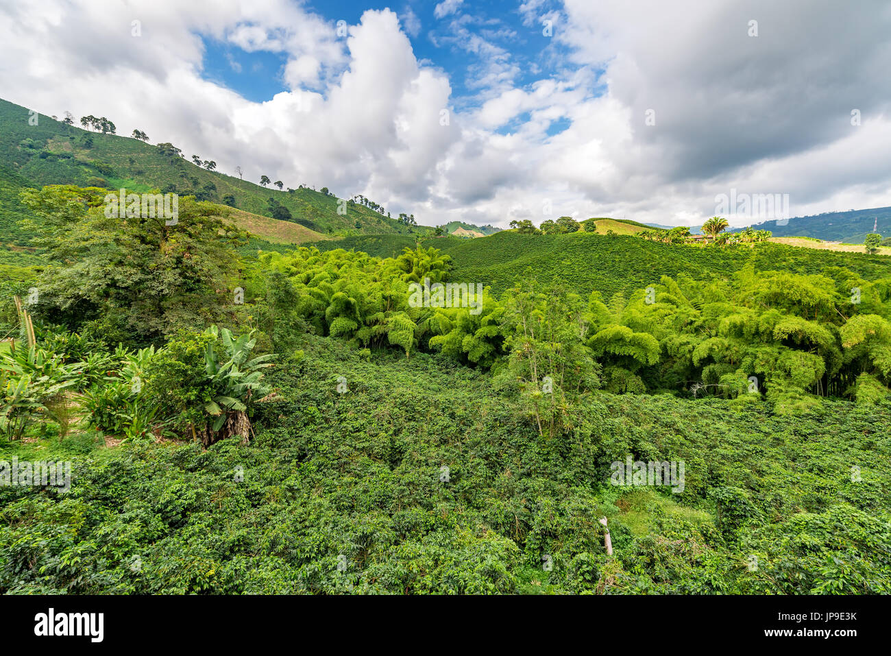 Landscape of a hills covered in coffee plants in the coffee triangle region of Colombia near Manizales Stock Photo