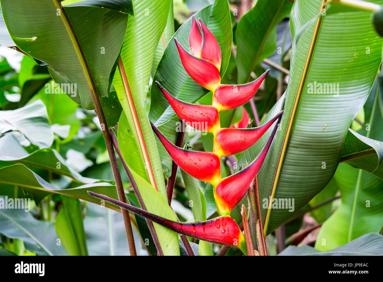 Closeup of a red heliconia rostrata flower in a forest near Manizales, Colombia Stock Photo