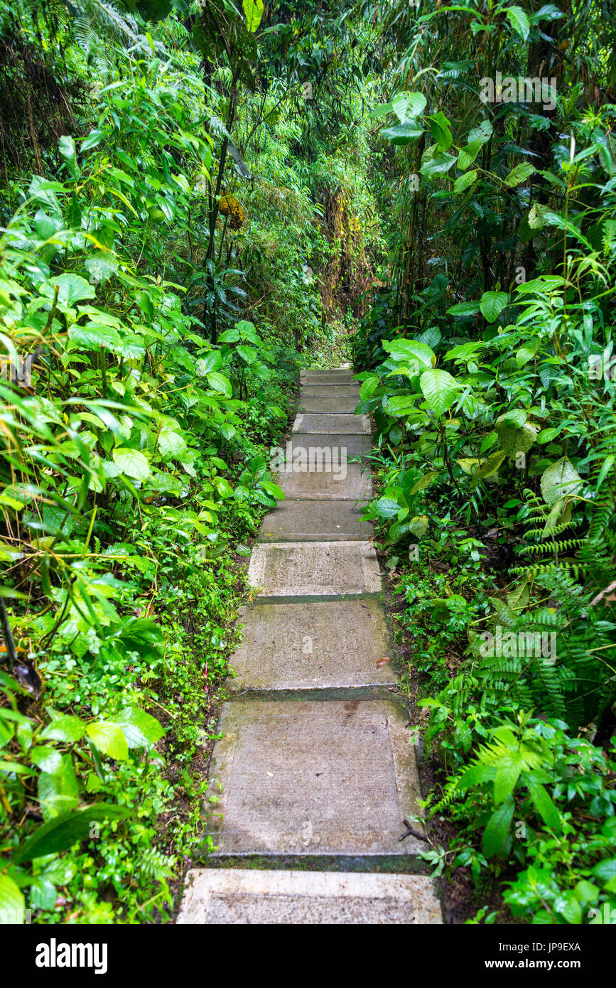 Path through a cloud forest near Manizales, Colombia Stock Photo
