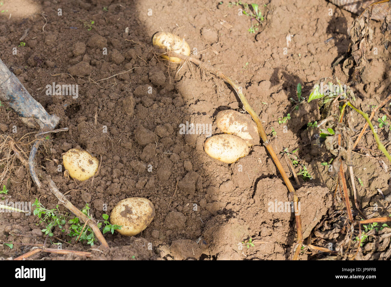 Digging up fresh potatoes with fork shovel outdoors, hands of the ...
